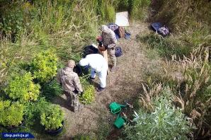 [VIDEO] Zlikwidowane 2 plantacje i przejęte 1650 krzaków konopi - akcja CBŚP i KP w Chełmży